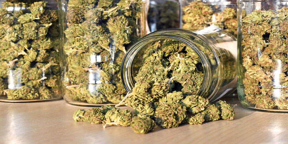mason jars filled with marijuana
