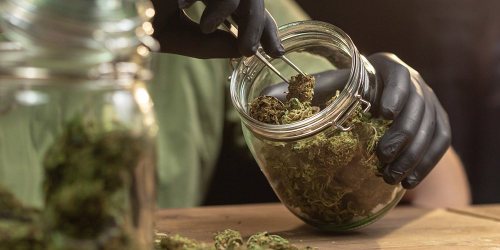 guy removing cannabis buds from a jar with gloves and tweezers