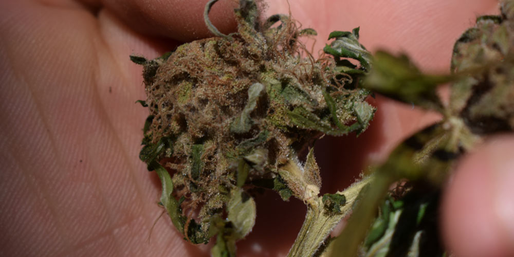moldy cannabis indica flower in someone's palm